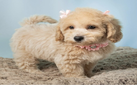 maltipoo chihuahua mix for sale