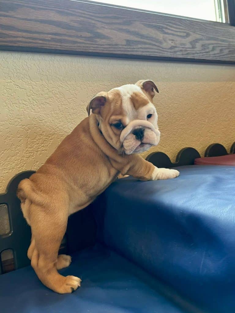 english bulldog puppies for sale in ky