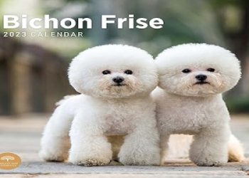 bichon frise price in india
