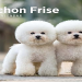 bichon frise price in india