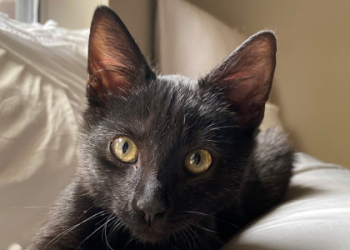 lowndes county animal shelter photos