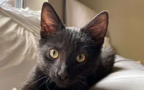 lowndes county animal shelter photos