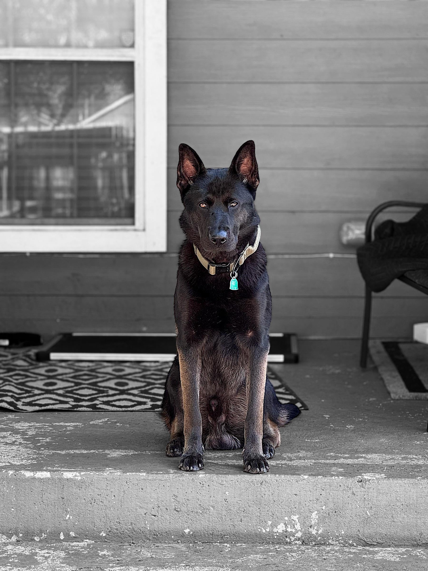 lab x german shepherd