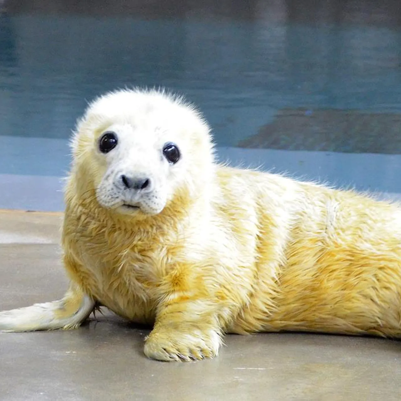seal animal cute