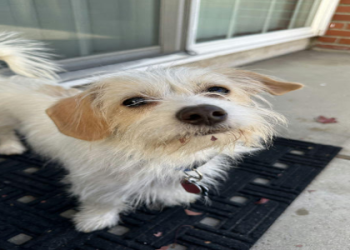 small dogs for adoption los angeles