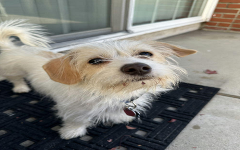 small dogs for adoption los angeles