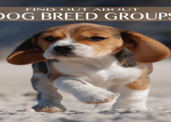 find a dog breed