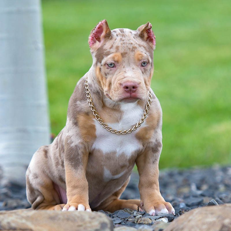 merle pitbulls puppies