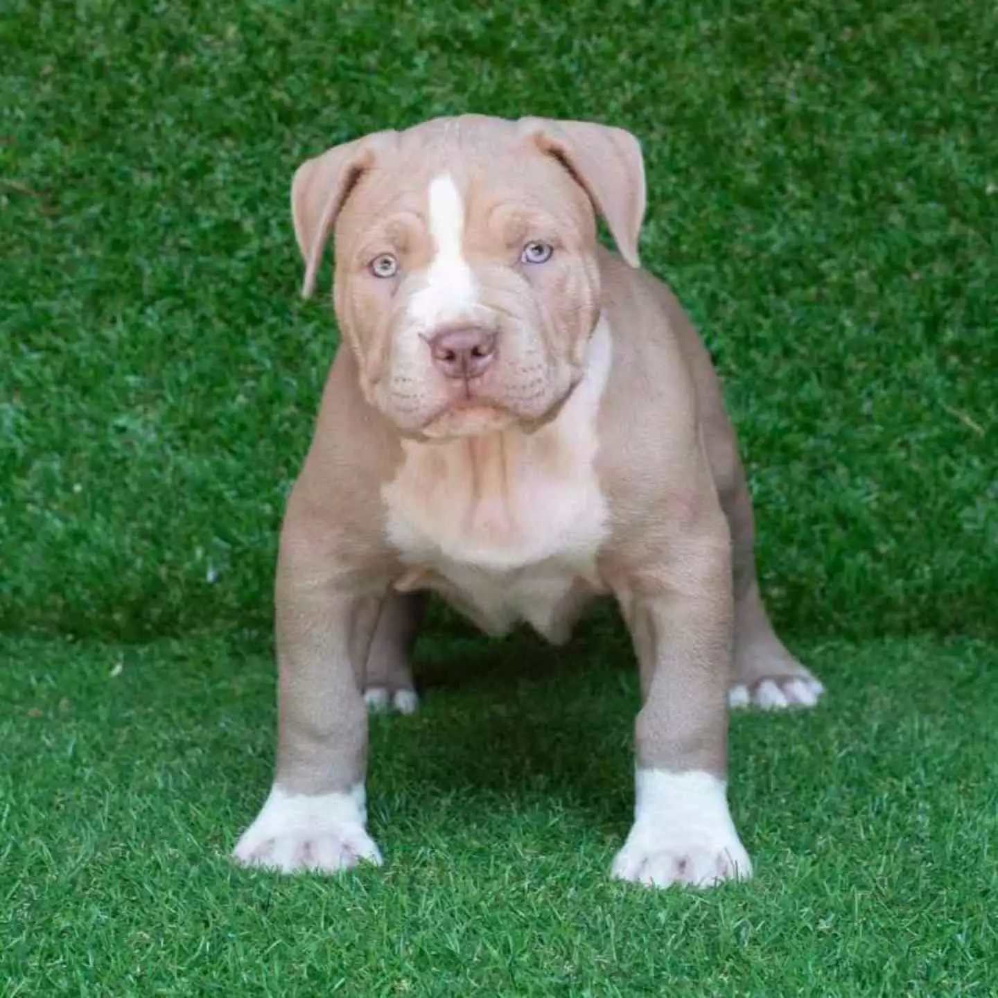 pit bull terrier sale