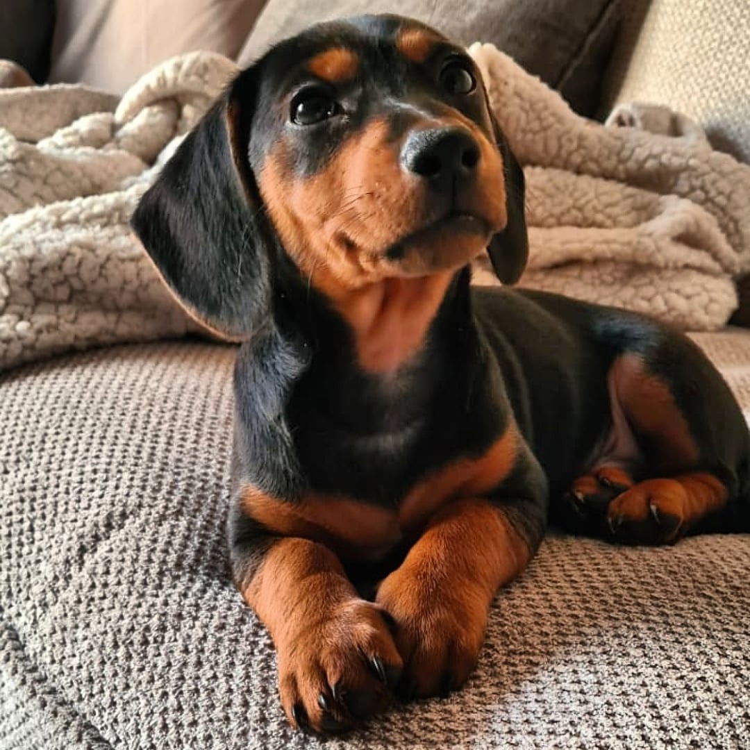 dachshund crossed with jack russell