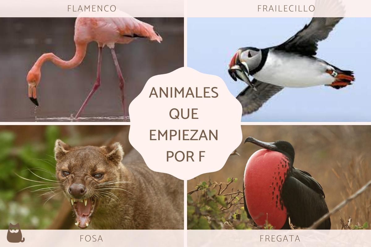animales con f