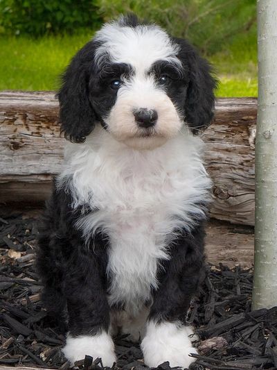 sheepadoodle near me