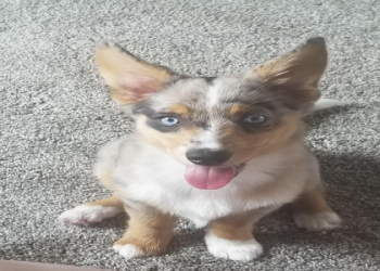 corgi aussie mix for sale