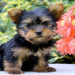 puppies sale online