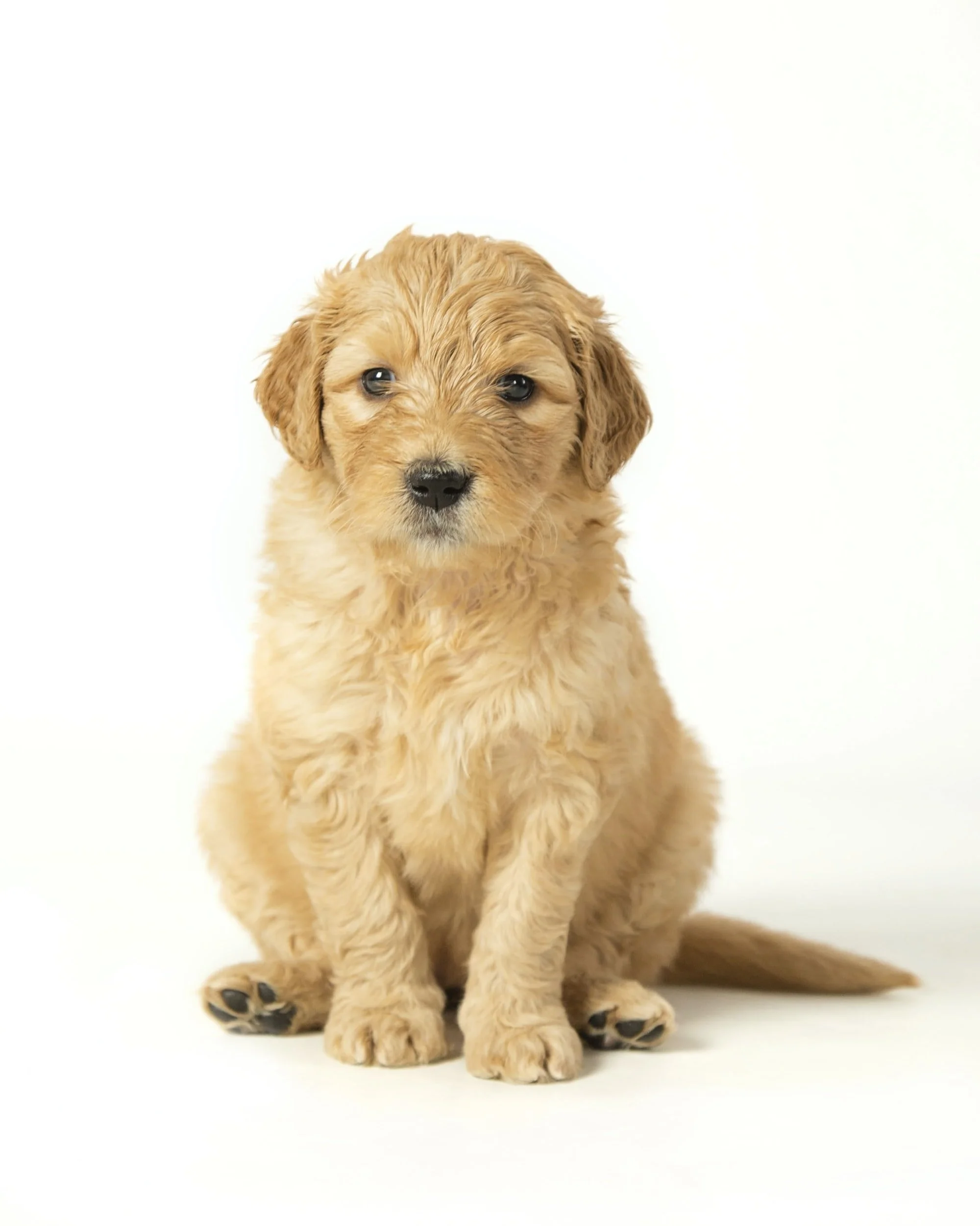 goldendoodle puppies kentucky