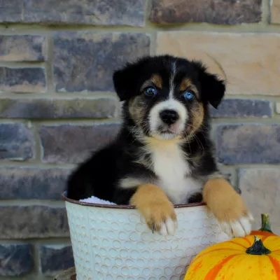australian shepherd for sale illinois