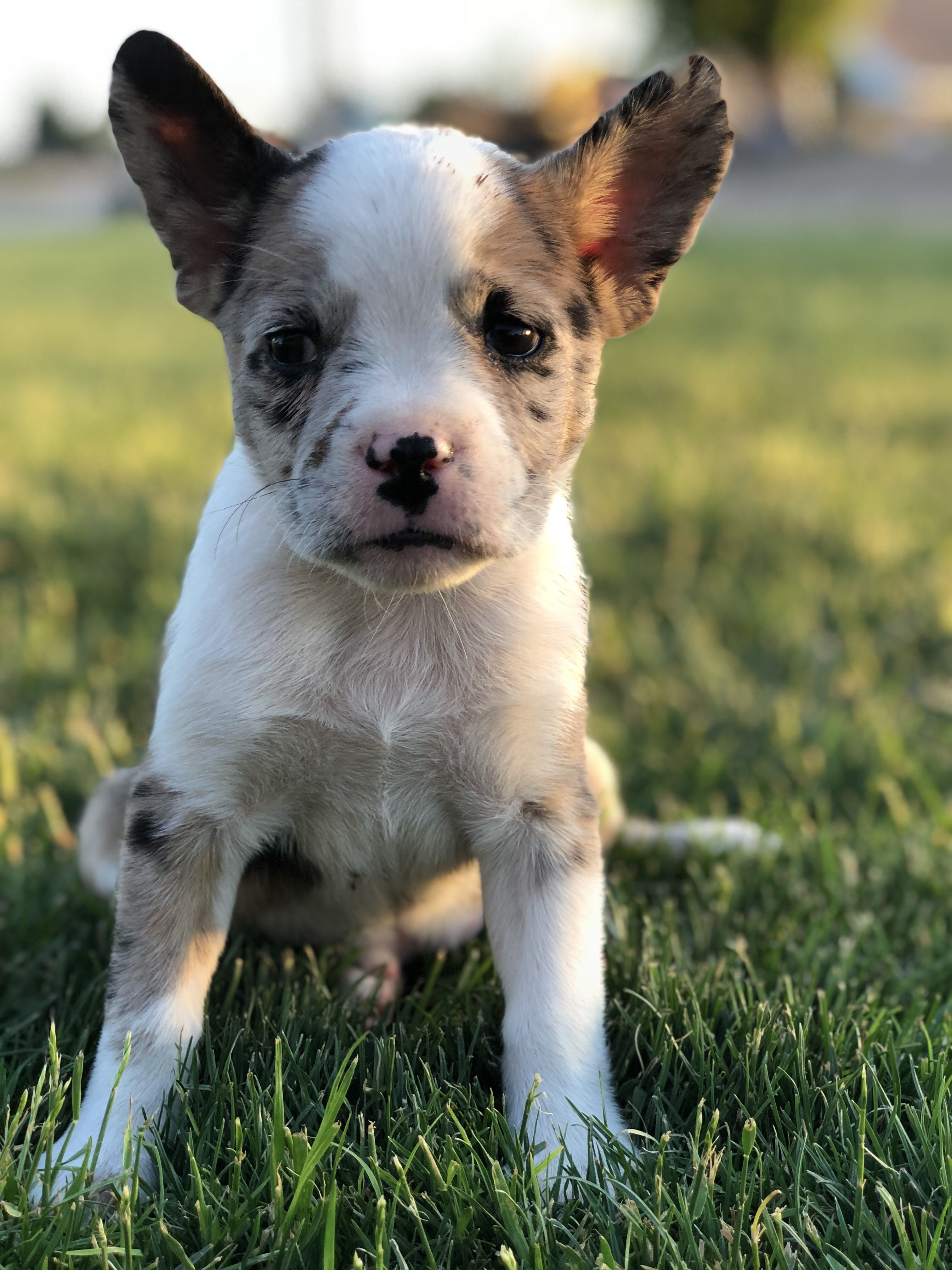 french bulldog aussie mix