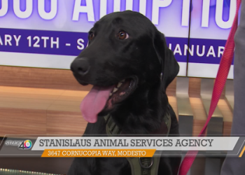 stanislaus dog shelter