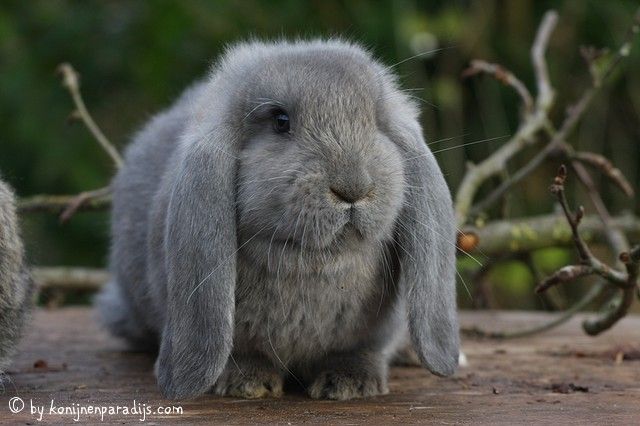 gray floppy eared bunny