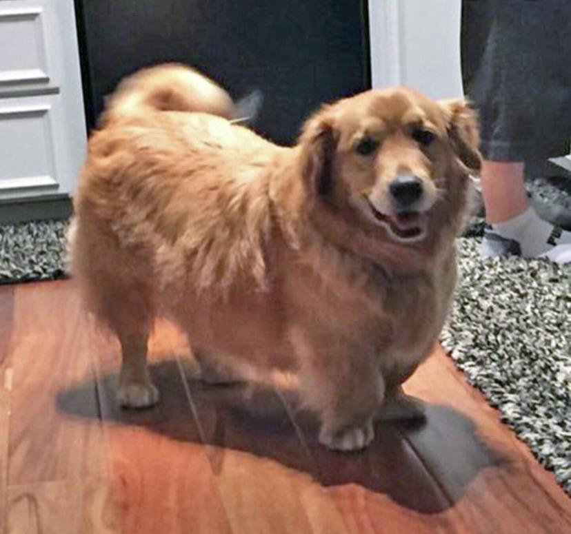 corgi and golden retriever mix for sale