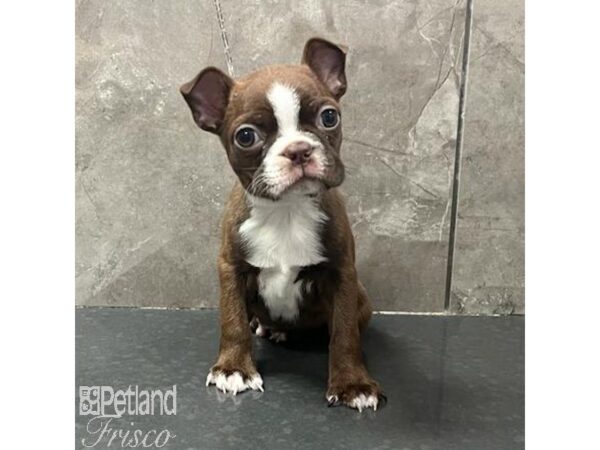 boston terrier puppies texas