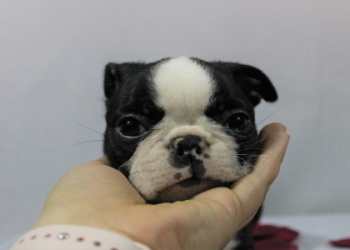 boston terrier puppies california