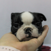 boston terrier puppies california