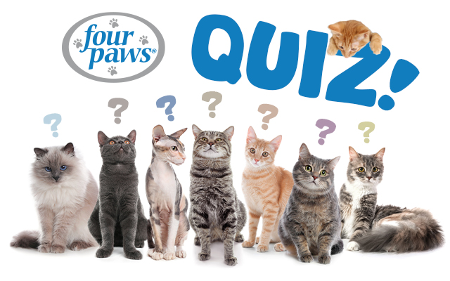 cat quiz