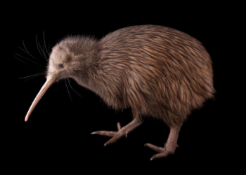 animals with best sight