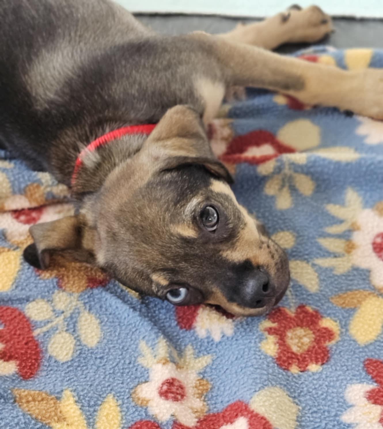 petfinder in michigan