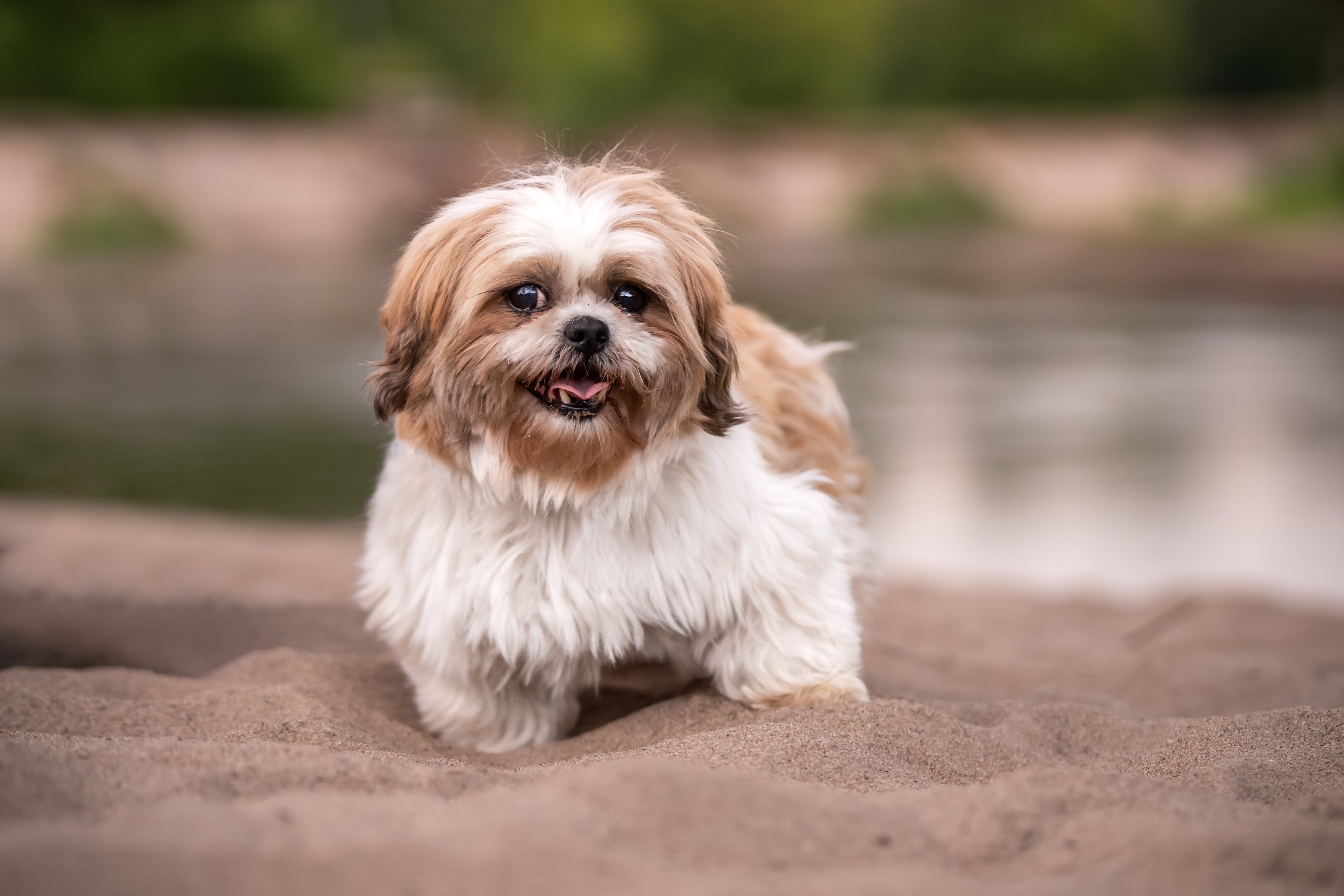 petfinder puppies for adoption