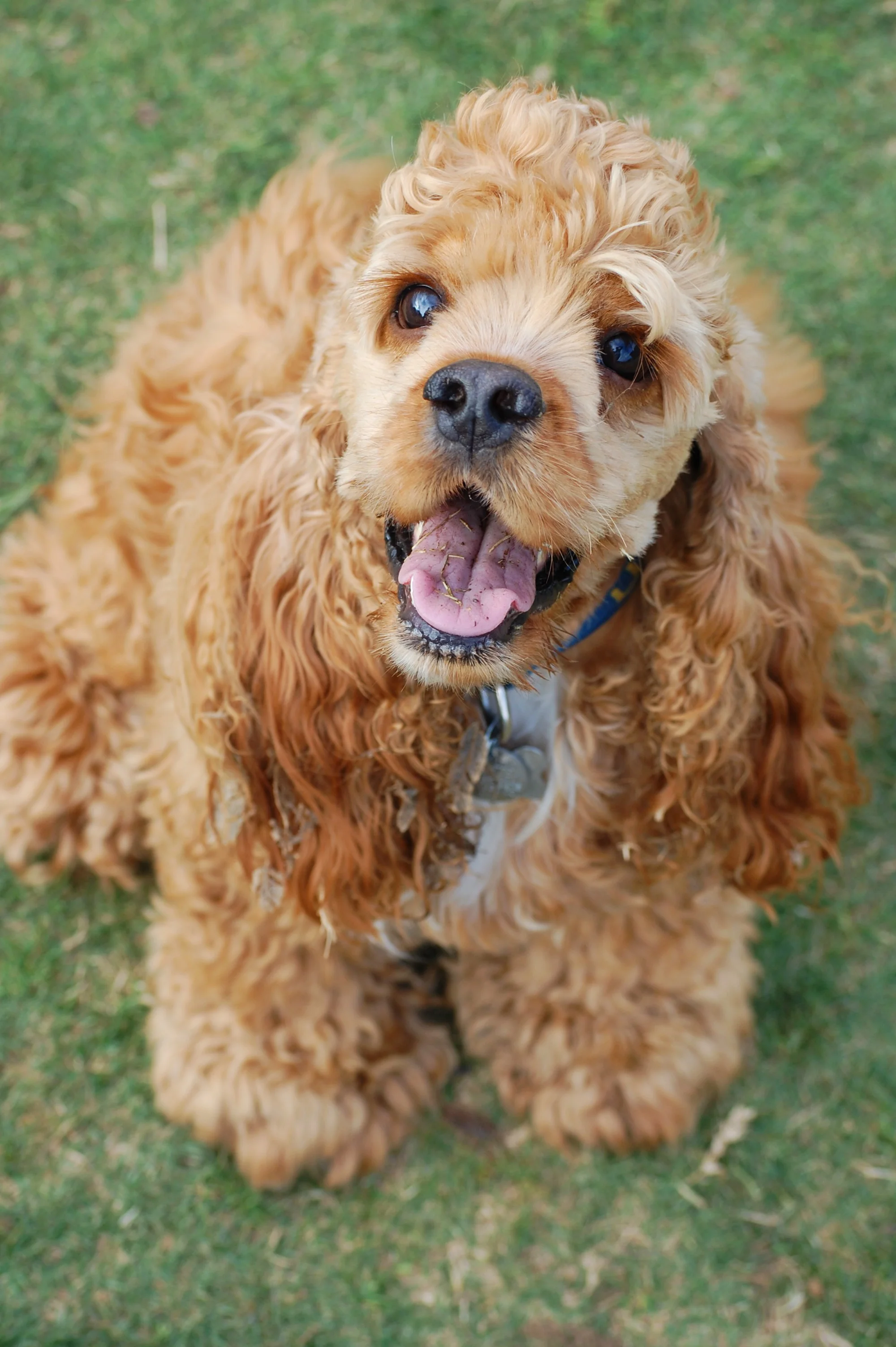 adopt spaniel near me