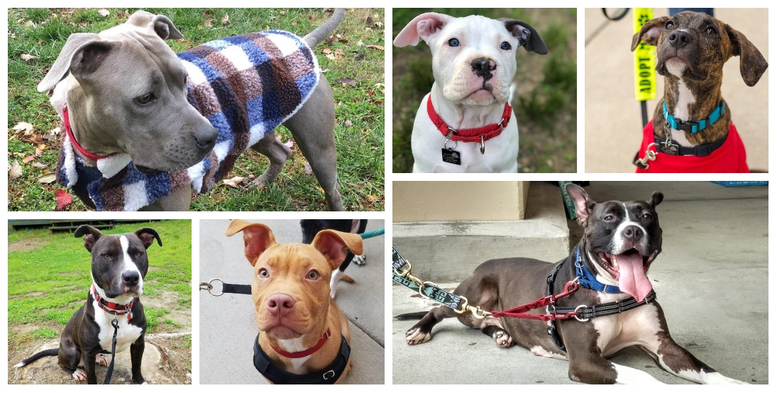 pitbull mix rescue near me