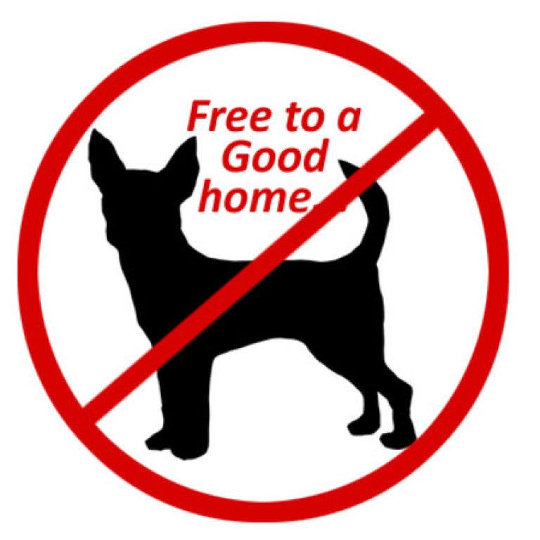 free dog for good home