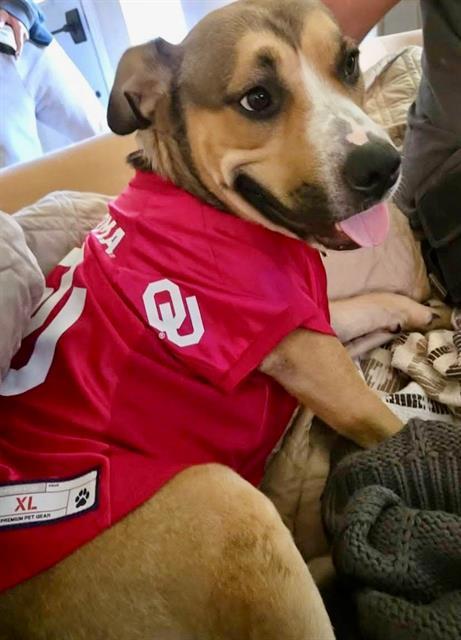 petfinder okc