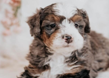 bernedoodle for sale illinois