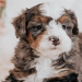 bernedoodle for sale illinois