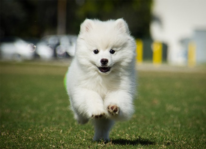 cute fluffy dog
