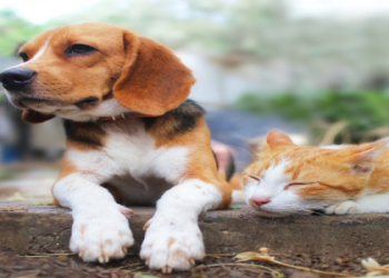 can a dog and cat have a baby