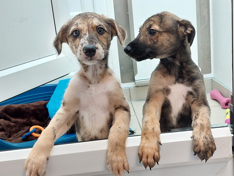 dog rescue puppies uk