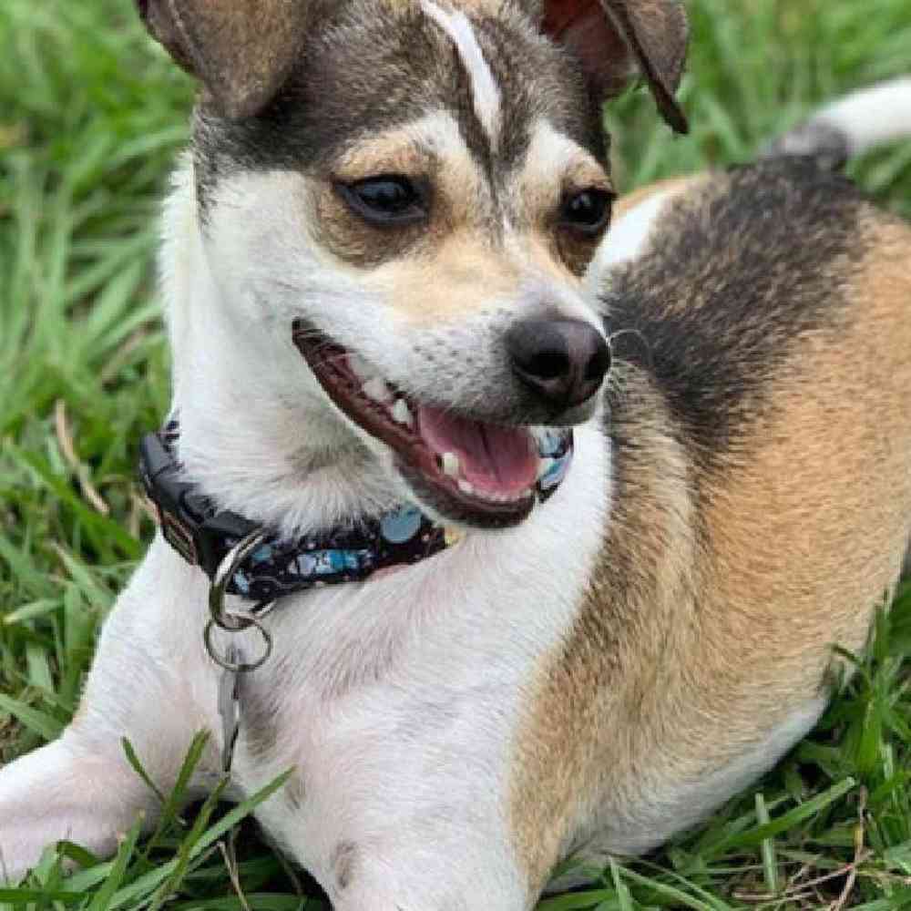 jack russell mixed with chihuahua for sale