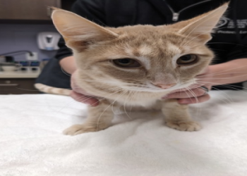 female cat adoption near me