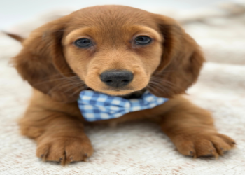 pet stores in florida that sell puppies