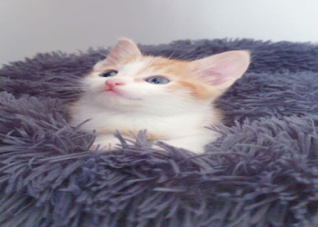 kittens to adopt near me for free