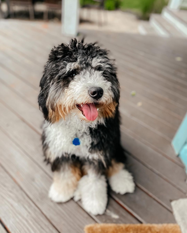 mini bernedoodle rescue florida