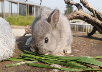 gray rabbits for sale