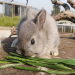 gray rabbits for sale