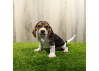 beagle breeders texas