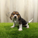 beagle breeders texas