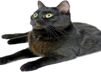 bombay cat health problems